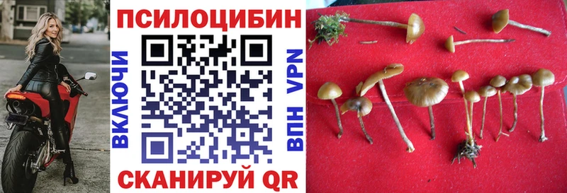 Псилоцибиновые грибы Psilocybe  Вихоревка 